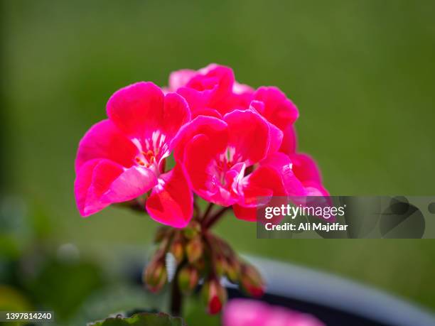 zonal geranium flower - geranium photos et images de collection