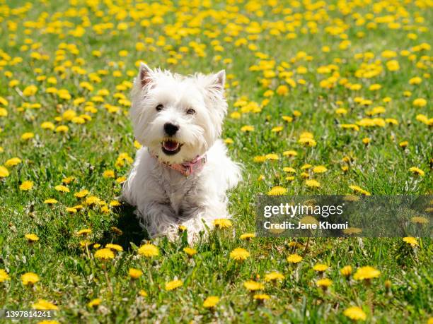 westie dog enjoying spring in dandelion field - west highland white terrier stock pictures, royalty-free photos & images