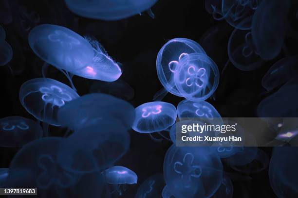 close-up of jellyfish - sea life stock pictures, royalty-free photos & images