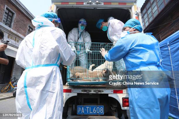 Volunteers in a protective suits prepare to send dogs home at a "makeshift shelter for animals" on May 17, 2022 in Shanghai, China. The makeshift...