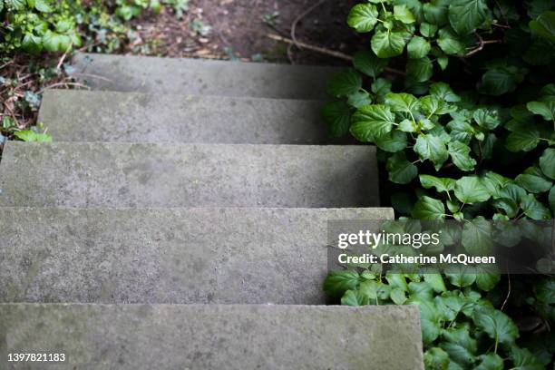 slate steps in the garden lined with evergreen creeper plants - evergreen plant foto e immagini stock