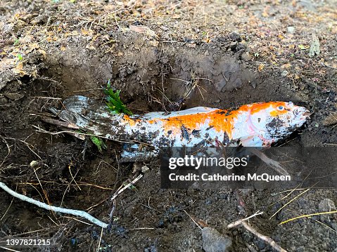 Buring Fish The Sad End Burying Familys Pet Koi Fish High-Res Stock Photo - Getty ...