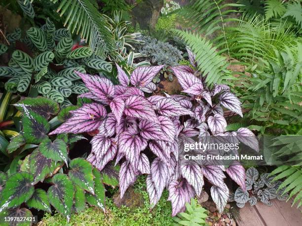 begonia rex, fern and calathea plants growing on the ground indoor garden - schiefblattgewächse stock-fotos und bilder