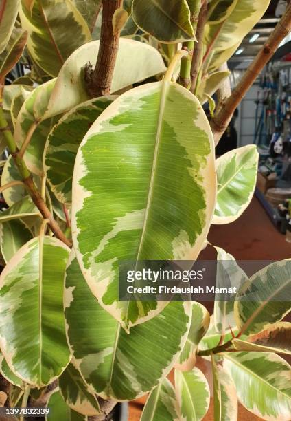 close up of variegated ficus elastica tineke leaves - rubber tree stock pictures, royalty-free photos & images