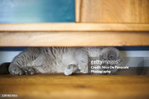 scottish fold cat playing - pie in the face fotografías e imágenes de stock
