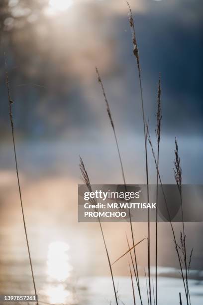 dew on the grass flowers in the winter. - autumn frost stock pictures, royalty-free photos & images