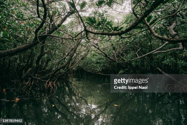 mangrove swamp, yaeyama islands, okinawa, japan - sumpf stock-fotos und bilder
