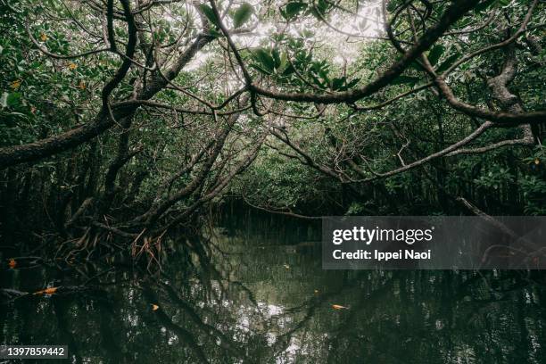 mangrove swamp, yaeyama islands, okinawa, japan - bayou stock pictures, royalty-free photos & images