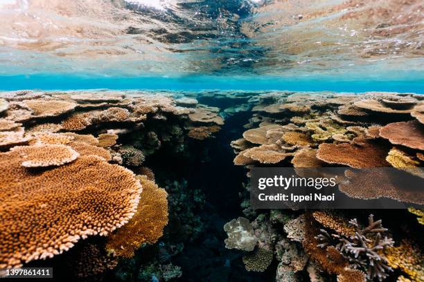 coral reef in clear tropical water, okinawa, japan - yaeyama islands stock pictures, royalty-free photos & images