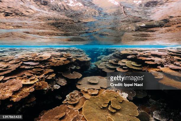healthy coral reef in clear tropical water, okinawa, japan - beautiful underwater scene stockfoto's en -beelden