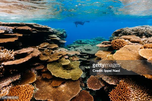 healthy coral reef in clear tropical water, okinawa, japan - coral cnidarian 個照片及圖片檔