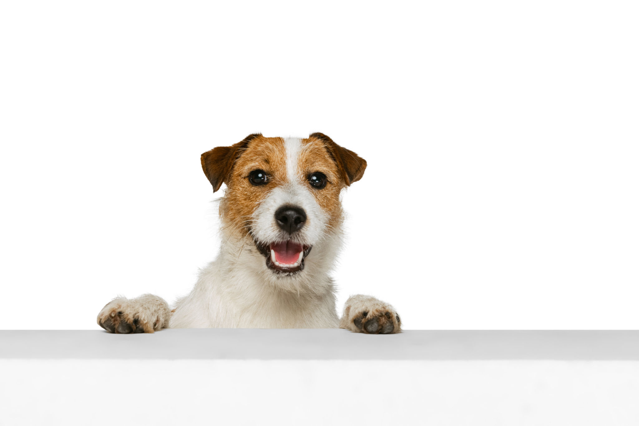 happy dog boarding