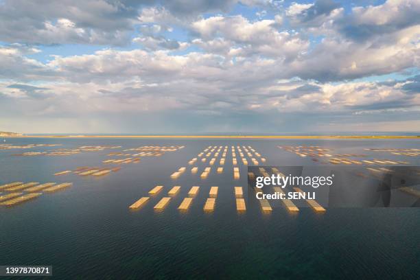 aerial view of the oyster farm in étang de thau (lake thau) in the south france - plant breeding stock pictures, royalty-free photos & images