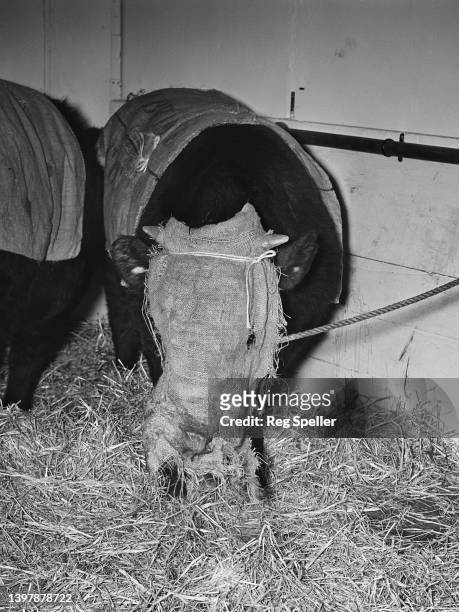 Head of cattle in the hospital section during the Smithfield Show at Earl's Court Exhibition Centre, London, 8th December 1952. The animal is wearing...