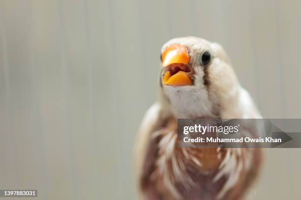 zebra finch in the cage - finches foto e immagini stock