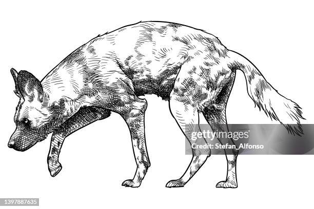 vector drawing of an african wild dog - african wild dog stock illustrations