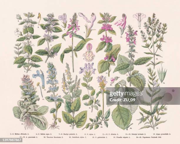 blütenpflanzen (angiospermae, lamiaceae), handkolorierter holzstich, erschienen 1887 - nettle stock-grafiken, -clipart, -cartoons und -symbole