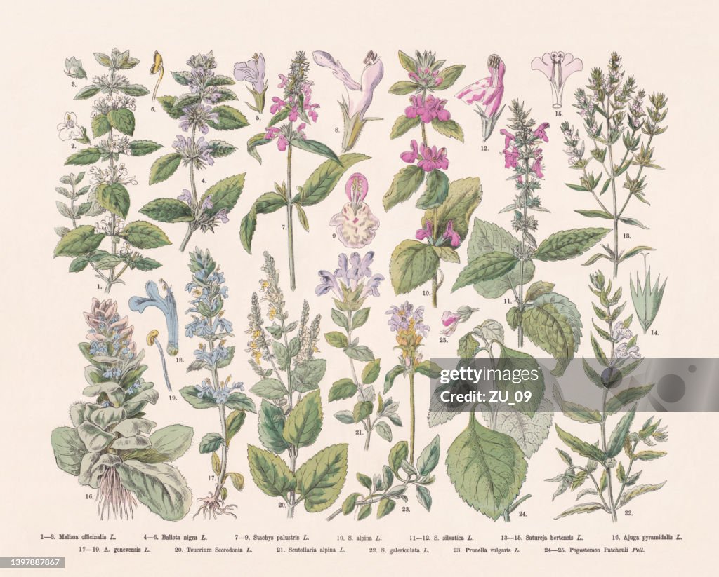 Flowering plants (Angiospermae, Lamiaceae), hand-colored wood engraving, published in 1887