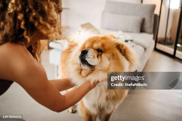 meine besten freund - chow stock-fotos und bilder