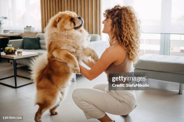 happy single woman and her dog - white chow chow stock pictures, royalty-free photos & images