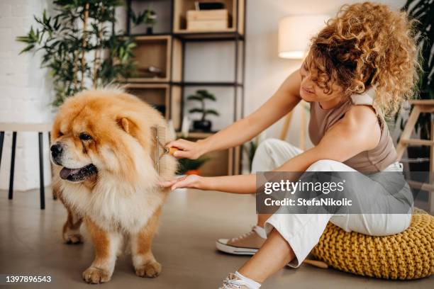 frau bürsten hund - chow stock-fotos und bilder