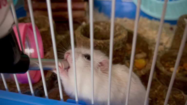 398 Funny Rat Videos and HD Footage - Getty Images 398 Funny Rat Videos and HD Footage - Getty Images