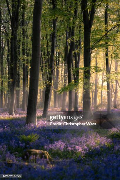 light rays in the bluebells at parnholt wood - bluebell stock pictures, royalty-free photos & images