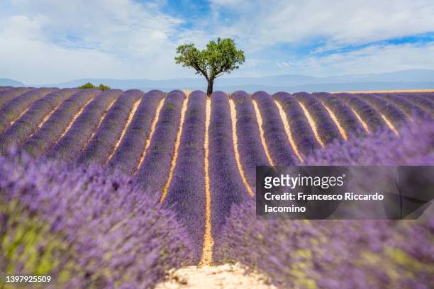 lavender field and lonely tree, valensole plateau, full bloom, perfect symmetry . provence, southern france - telephoto lens stock pictures, royalty-free photos & images
