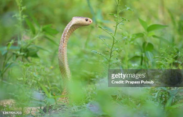king cobra,close-up of cobra - viper stockfoto's en -beelden