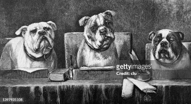 three senior officials thinking at the judges table, looking like dogs - judges table stock illustrations