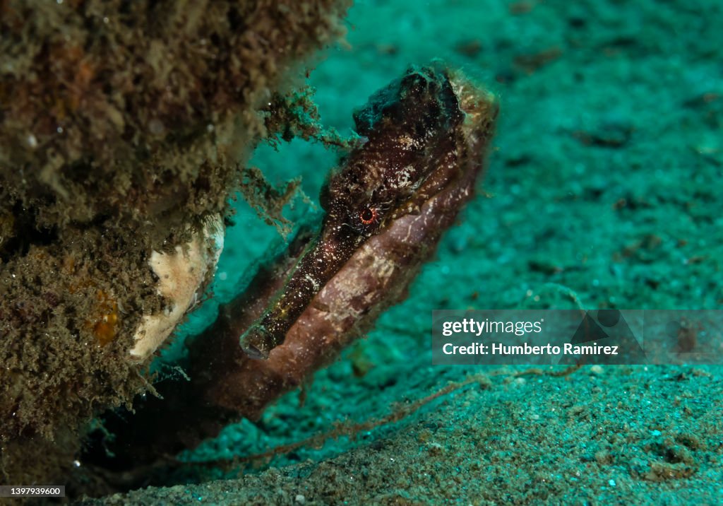 Longsnout Seahorse.