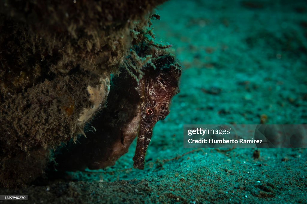 Longsnout Seahorse.