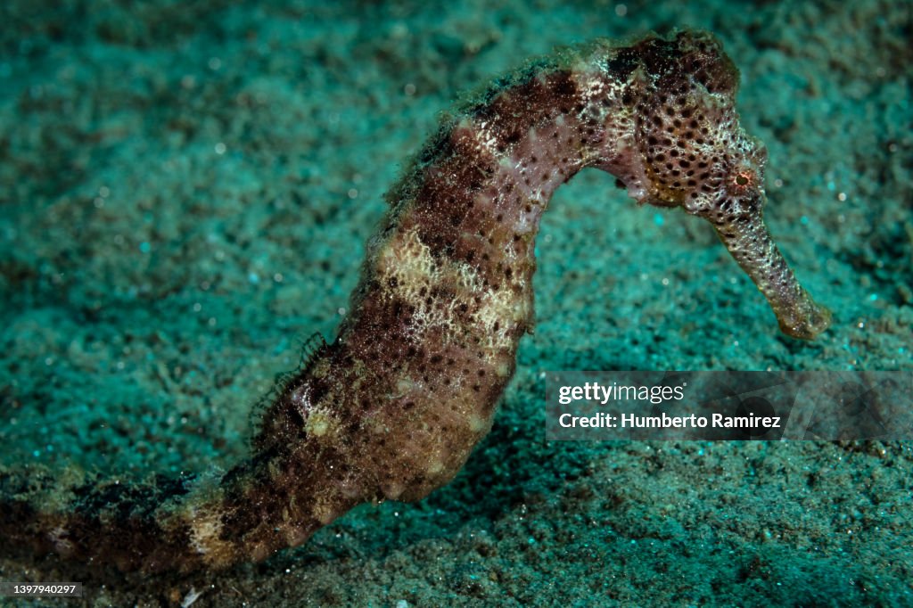 Longsnout Seahorse.