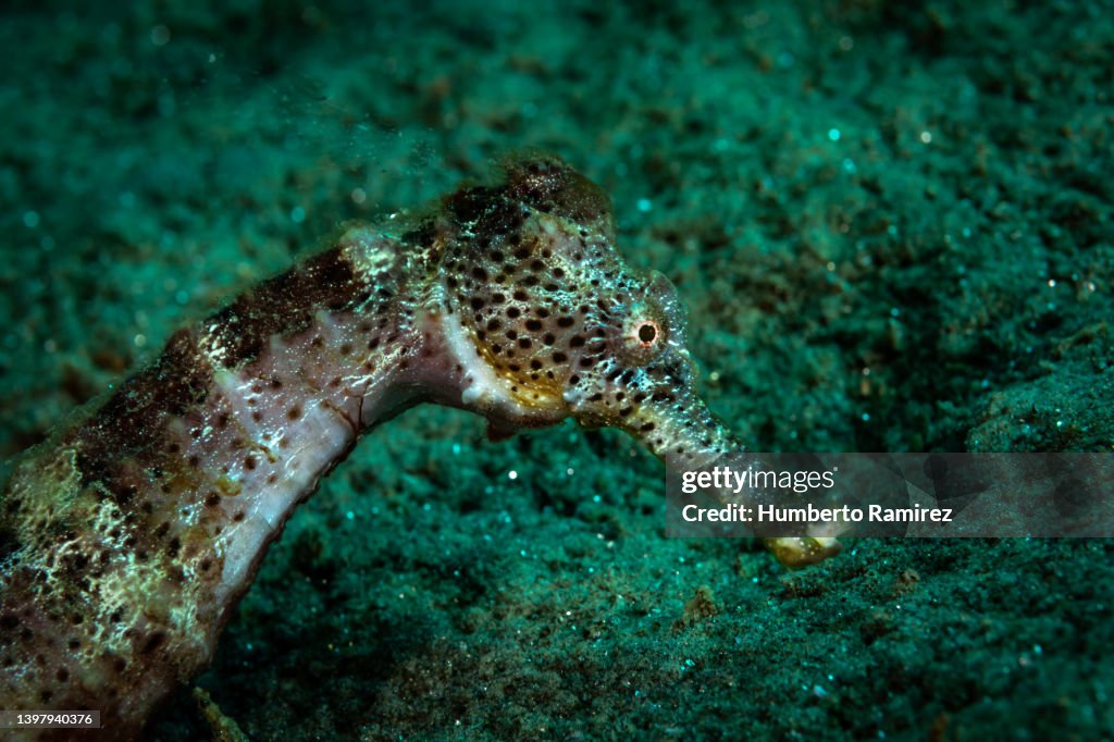 Longsnout Seahorse.
