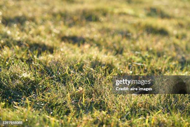 green weed on a sunny summer day in the park. full frame of lawn grass. - uneven stock pictures, royalty-free photos & images