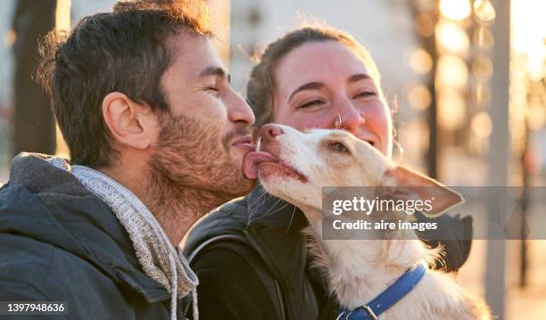 couple sitting in the park on a sunny day, dog grateful for the walk licks his owner's face. - male feet on face stock pictures, royalty-free photos & images