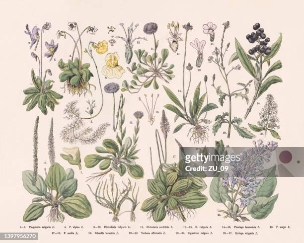 stockillustraties, clipart, cartoons en iconen met flowering plants (angiospermae, lentibulariaceae, lamiales), hand-colored wood engraving, published 1887 - dye