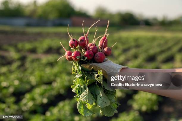 a bunch of picked radishes in your hand. - small farm stock pictures, royalty-free photos & images