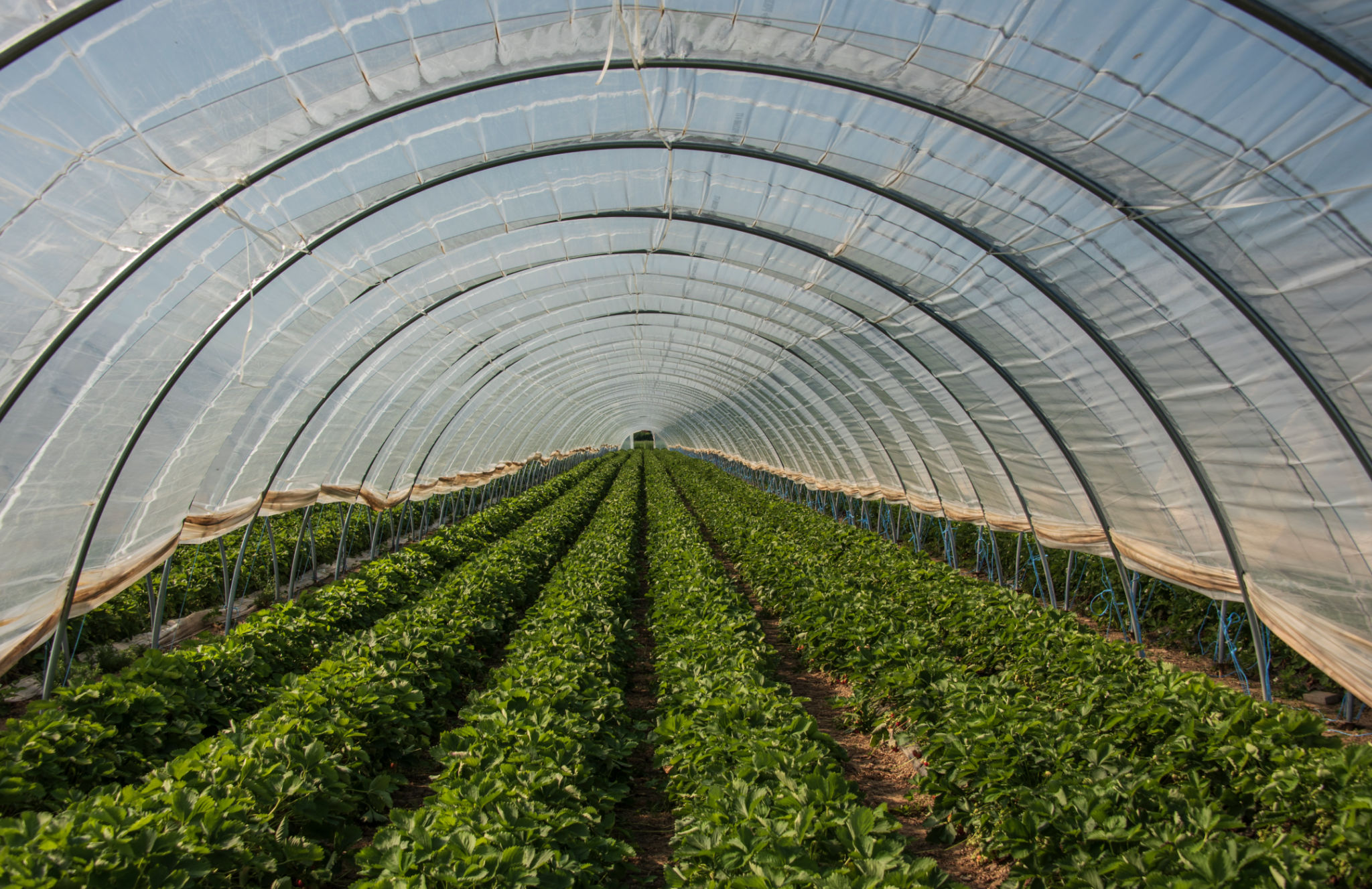greenhouse crops