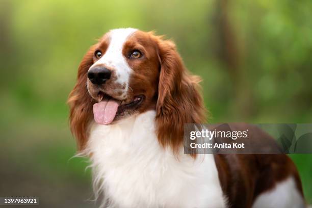 portrait of a welsh springer spaniel dog - perro de aguas fotografías e imágenes de stock