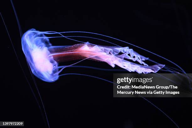 Mauve Stinger swims in its tank at the Monterey Bay Aquarium's new "Into the Deep: Exploring Our Undiscovered Ocean" exhibit in Monterey, Calif., on...