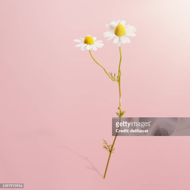 gänseblümchenblume vor rosa hintergrund mit weichem schatten - chamomile flower stock-fotos und bilder