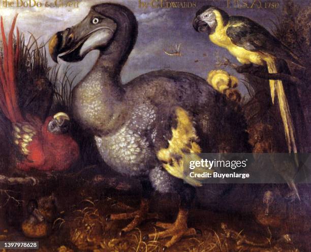 One of the most famous and often-copied paintings of a Dodo specimen, as painted by Roelant Savery in the late 1620s. The image came into the...
