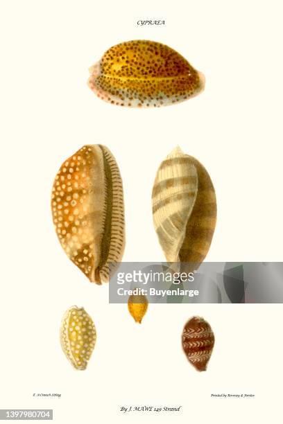 Cowrie shells. John Mawe was a British mineralogist who became known for his practical approach to the discipline. Artist John Mawe, 1804