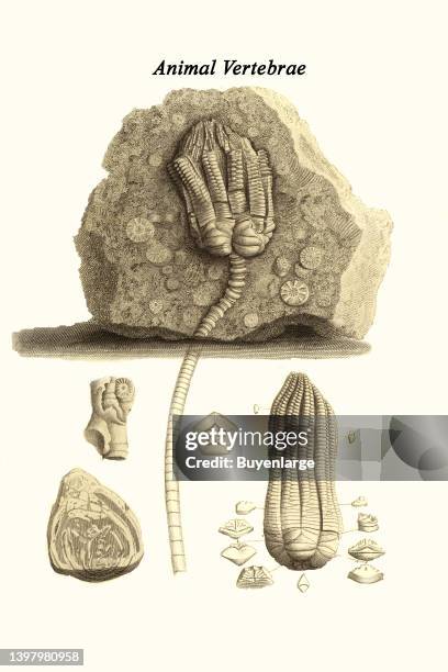 Vertebra from different animals. James Parkinson FGS was an English surgeon, apothecary, geologist, paleontologist, and political activist. Artist...