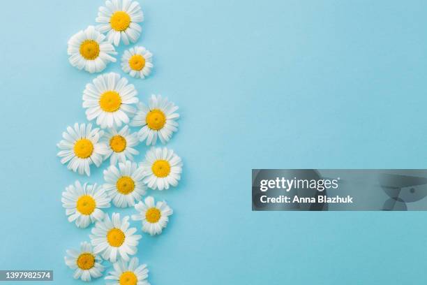 pattern of natural white wild daisy flowers on blue background. floral trendy summer background. - daisy stockfoto's en -beelden