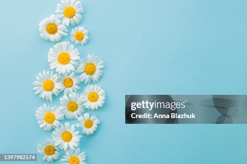 Pattern of natural white wild daisy flowers on blue background. Floral trendy summer background. Pattern of natural white wild daisy flowers on blue background. Floral trendy summer background.