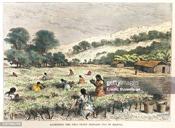 Gathering coca plant in Bolivia, artwork by Henry Walter Bates : colored wood engraving poster, circa 1867. Artist unknown, 1867