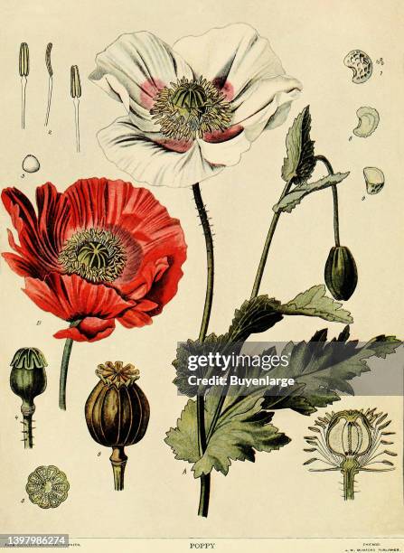 Naturalist illustration of the poppy plant from which opium is derived. From Koehler's Medicinal Planzen . A plate from the edition published by A.W....