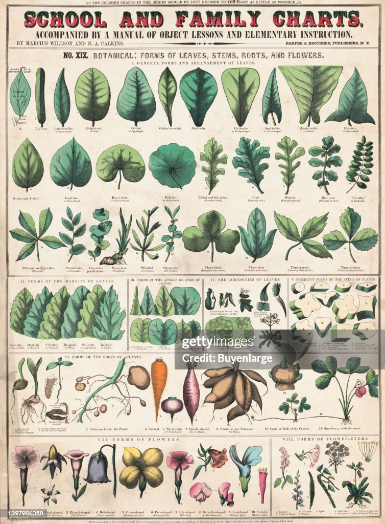 Botany Examples botanical; forms of leaves, stems, roots, and flowers; botany; the ...
